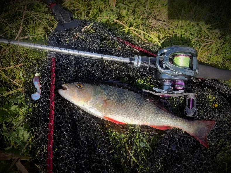 Fishing rod and reel with freshwater fish and lure on landing net outdoors